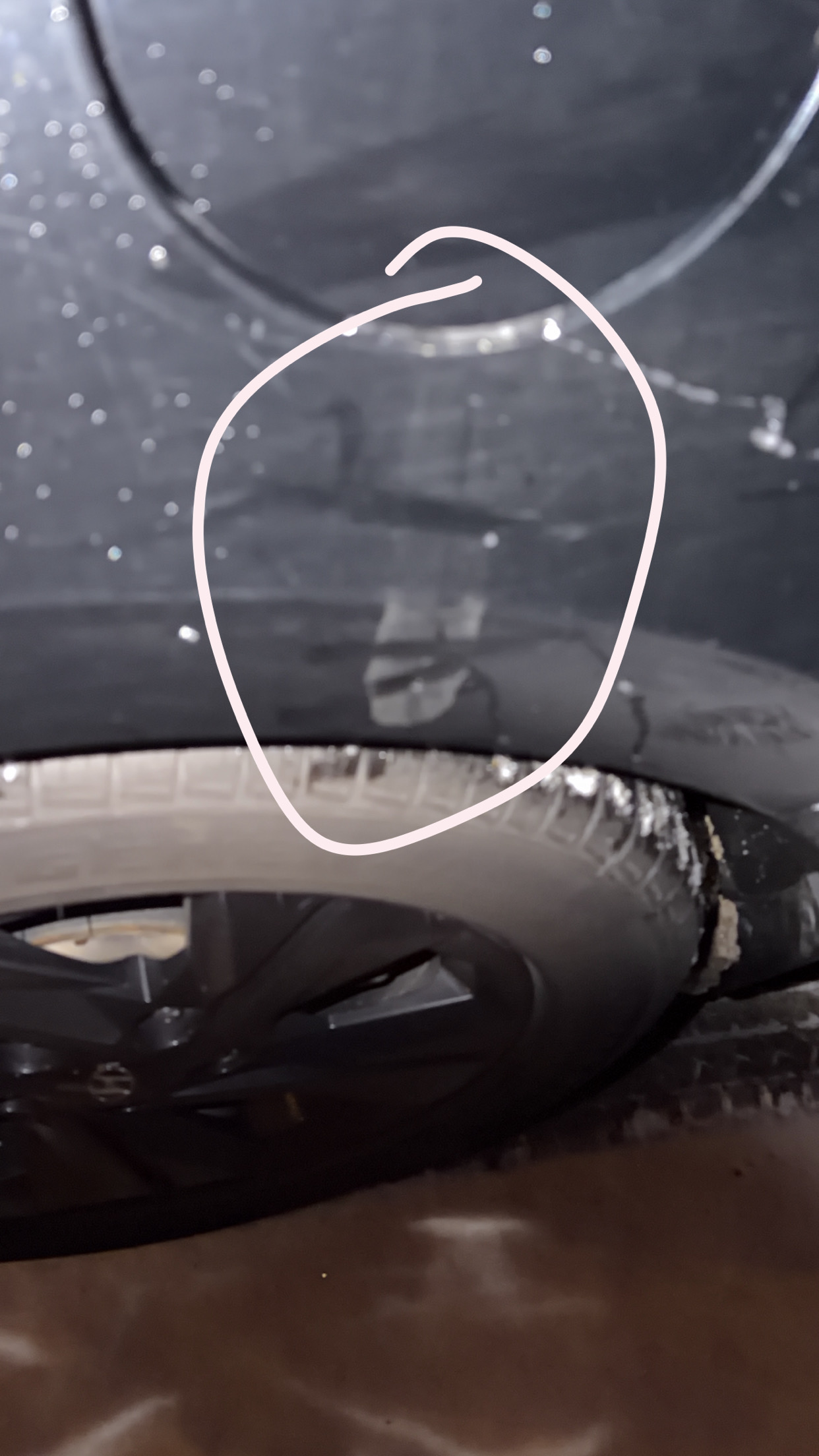 Seventh Deer damage photo